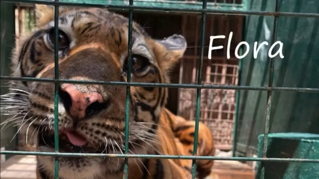 Gordo, Florencia y Flora dejan atrás el Zoo de Luján rumbo a santuarios naturales de Europa